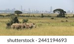 Rhinos in Nairobi National Park with Nairobi skyline in the background.