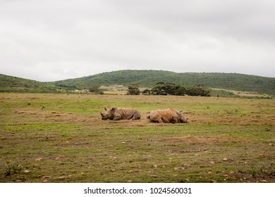 Rhinos Resting In Garden Route Game Lodge