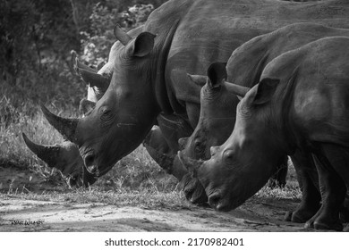 Rhinos Standing Strong Together As A Crash