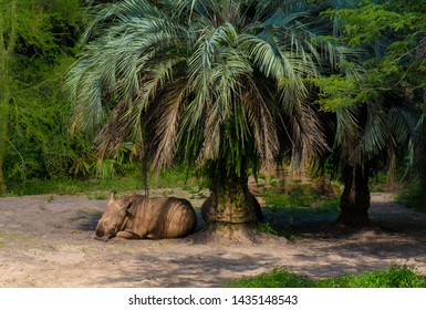 Rhinosaurs Taking A Nap Under A Savanah Tree 