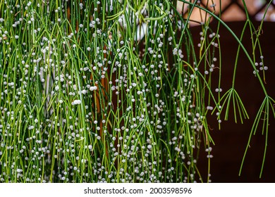 Rhipsalis Baccifera green twigs with white fruits in garden. Many white round bead mistletoe cacti Fruits. Mistletoe cactus Rhipsalis baccifera bush with  globose pearl fruits seeds