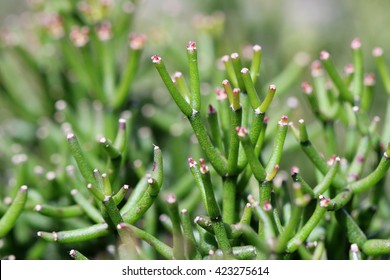 Rhipsalis Baccifera, Mistletoe Cactus