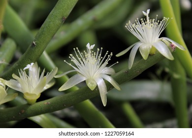 Rhipsalis Flowers In A Row