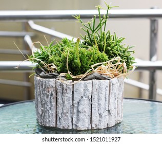 Rhipsalis Plant In A Pot