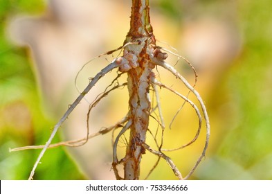 Rhizobia Bacteria Symbion In Root Pea And Form Nodule, They Fixed Nitrogen In Air To The Root Pea.