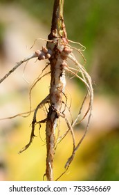 Rhizobia Bacteria Symbion In Root Pea And Form Nodule, They Fixed Nitrogen In Air To The Root Pea.