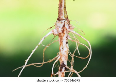 Rhizobia Bacteria Symbion In Root Pea And Form Nodule, They Fixed Nitrogen In Air To The Root Pea.