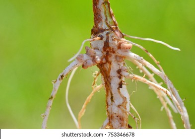 Rhizobia Bacteria Symbion In Root Pea And Form Nodule, They Fixed Nitrogen In Air To The Root Pea.