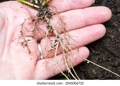 Rhizobium Bacteria Nodules Growing On Luscern Roots.