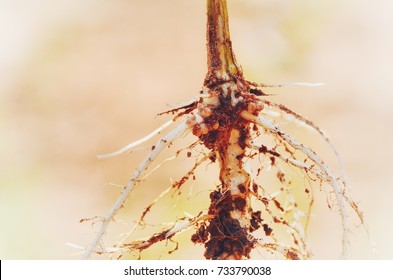 Rhizobium Fixation In Root Pea.