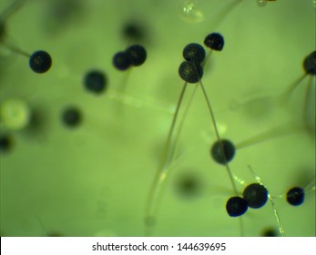 Rhizobium Fungus Microscope Picture