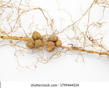 A Rhizobium Fungus That Coexists With The Roots Of Beans.