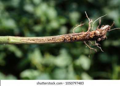 Rhizobium On Root Of Peanut.