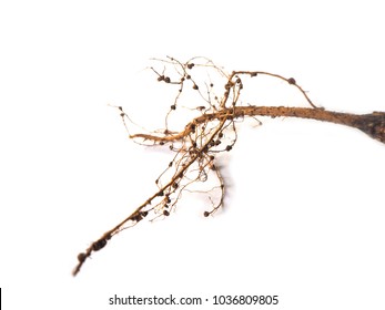 Rhizobium On The Roots