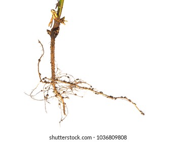 Rhizobium On The Roots