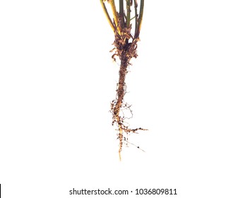 Rhizobium On The Roots  