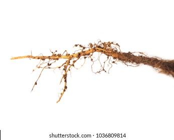 Rhizobium On The Roots Close Up   