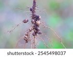 Rhizobium root nodules on the roots of a soybeans for nitrogen fixation.