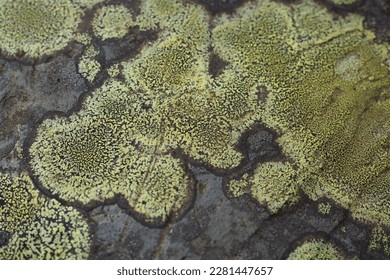 Rhizocarpon geographicum or map lichen growing in mountainous region in the UK
