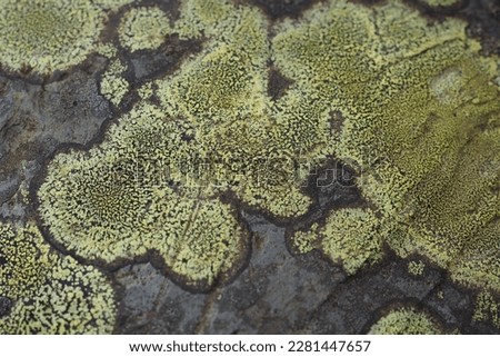 Rhizocarpon geographicum or map lichen growing in mountainous region in the UK
