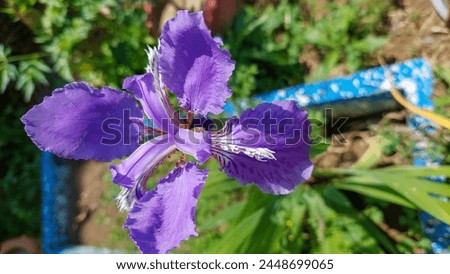  It is a rhizomatous perennial. It is native of China, Korea and Burma, with lavender-blue, bluish-violet, purple-blue, blue-lilac or sky blue flowers. There is a white form as well. 