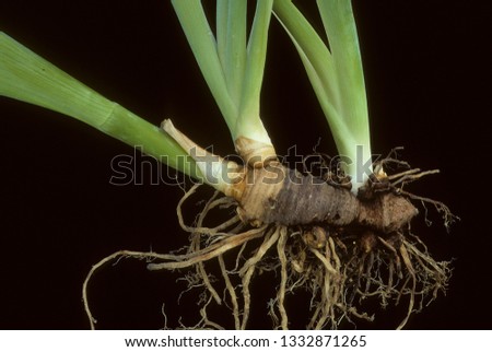 Rhizome of iris