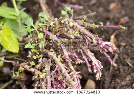 Rhizomes, mint plant (mentha) with rhizomes or rootstocks growing in a garden, UK