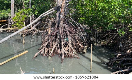 Rhizophora apiculata  in the mangrove forest