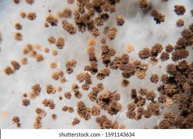 Rhizopus Bread Mold Genus Common Saprophytic Stock Photo 1591143634 ...