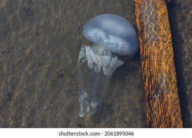 Rhizostoma pulmo (Barrel jellyfish, Dustbin-lid jellyfish or Frilly-mouthed jellyfish) is a scyphomedusa in the family Rhizostomatidae. Moderately venomous underwater wild animal. Dangerous medusa.
