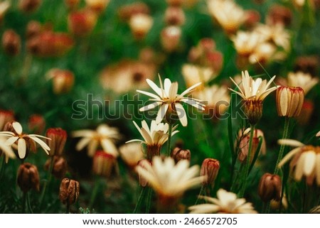 Similar – Image, Stock Photo Moroccan daisy from the Atlas Mountains, Leucanthemum hosmariense, inflorescence from the back side