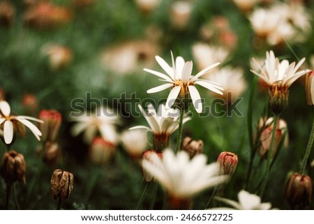 Similar – Image, Stock Photo Moroccan daisy from the Atlas Mountains, Leucanthemum hosmariense, inflorescence from the back side