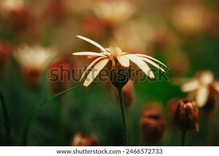 Similar – Image, Stock Photo Moroccan daisy from the Atlas Mountains, Leucanthemum hosmariense, inflorescence from the back side