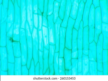 Allium Scale Euglena High Res Stock Images Shutterstock