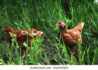 Rhode Island Red Chicken In Grass