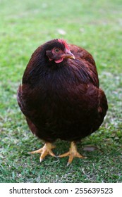 Rhode Island Red Chickens