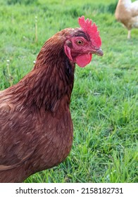 Rhode Island Red Hen Portrait