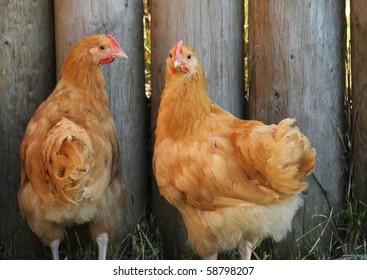 Rhode Island Red Hens