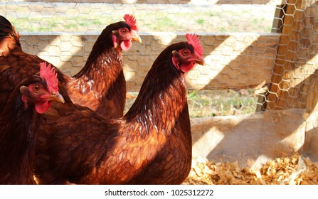 Rhode Island Red Hens Chickens