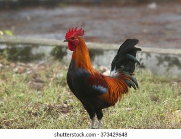 Rhode Island Red Rooster