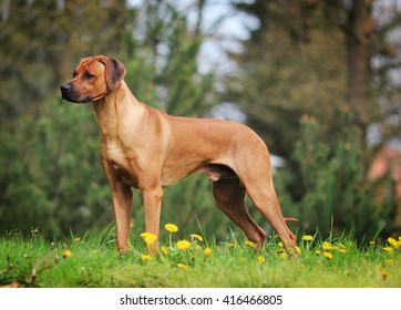 Rhodesian Ridgeback