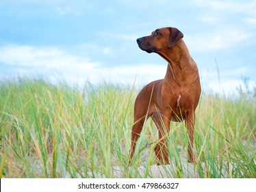 Rhodesian Ridgeback