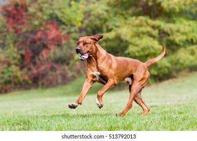 Rhodesian ridgeback