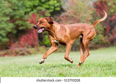 Rhodesian Ridgeback