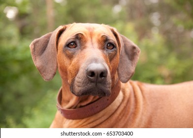 Rhodesian Ridgeback