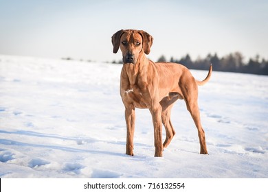 Rhodesian Ridgeback