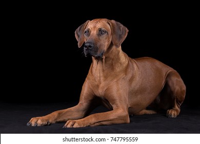 Rhodesian Ridgeback Portrait Images Stock Photos Vectors Shutterstock