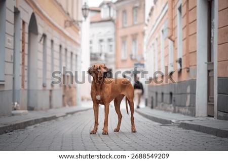Rhodesian ridgeback in the city