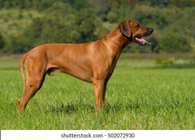 Rhodesian Ridgeback Female Images Stock Photos Vectors Shutterstock