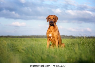 Rhodesian ridgeback dog